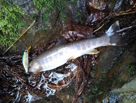 大増水の渓流で苦戦 ～長良川水系～